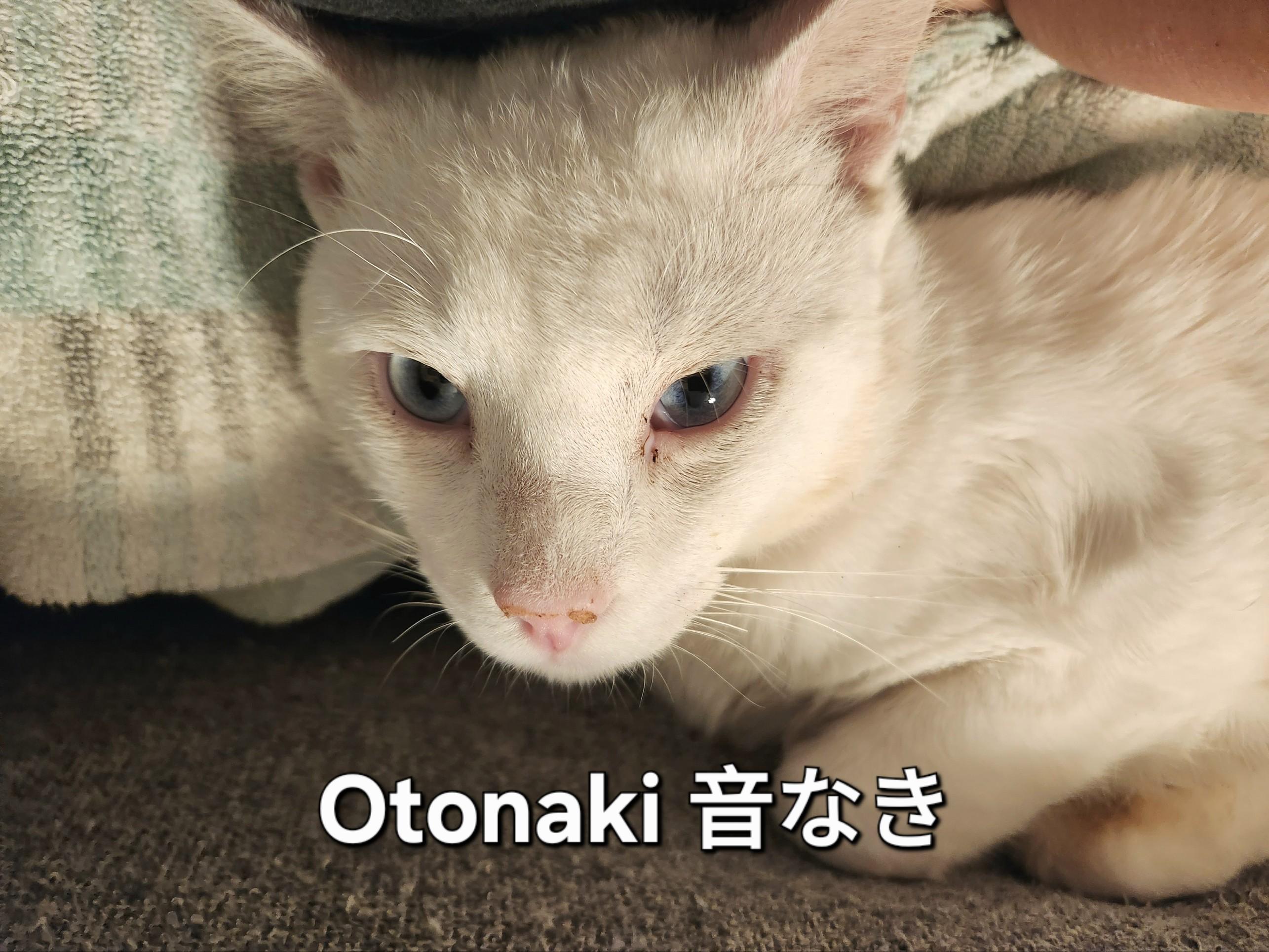 Enlarge Otonaki , an adopted Domestic Short Hair in Mount Pleasant, TX image 2/3