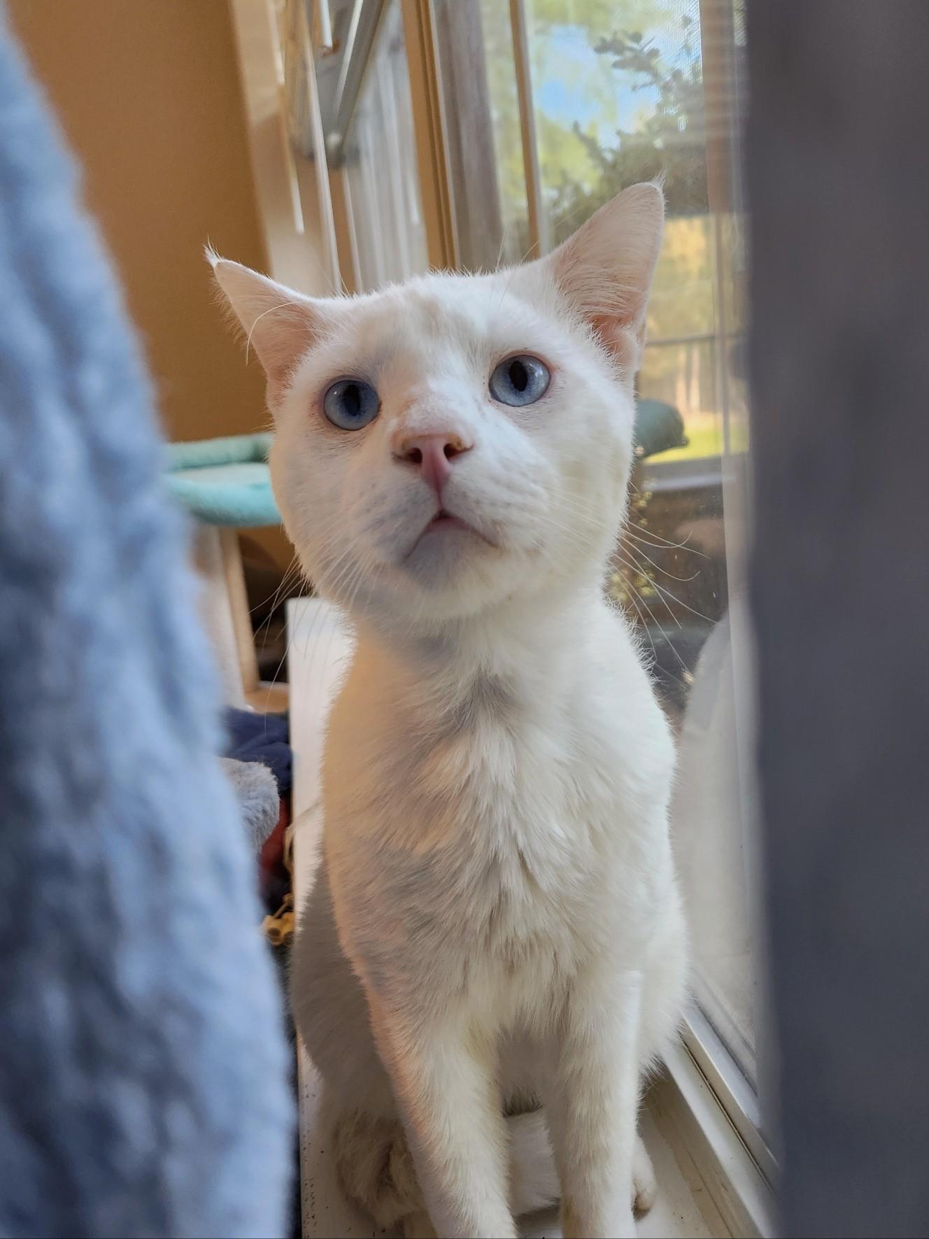 Enlarge Otonaki , an adopted Domestic Short Hair in Mount Pleasant, TX image 3/3