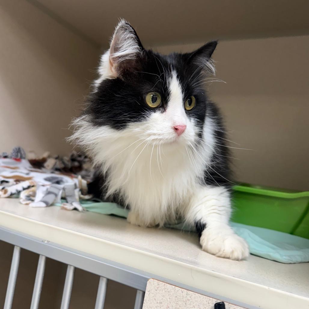 Bambi, Adoptable, Senior Female Domestic Long Hair.
