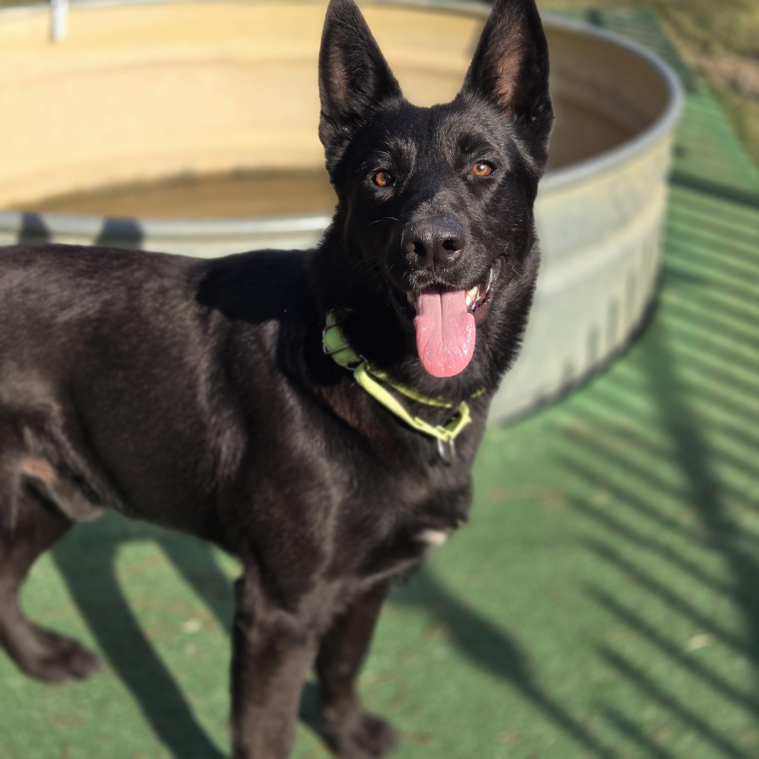 Enlarge Midnight, a ADOPTABLE German Shepherd Dog in Mansfield, TX image 1/1