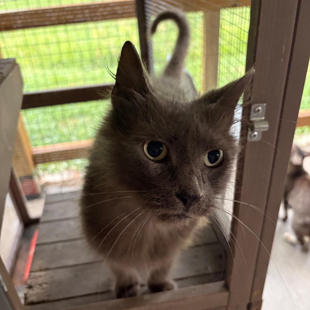 Enlarge Greta, a Adoptable Domestic Long Hair in Muncie, IN image 1/1