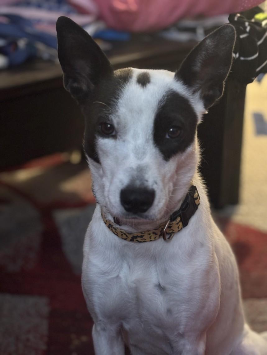 Enlarge CLOVER, a Adoptable Border Collie in Houston, TX image 1/1