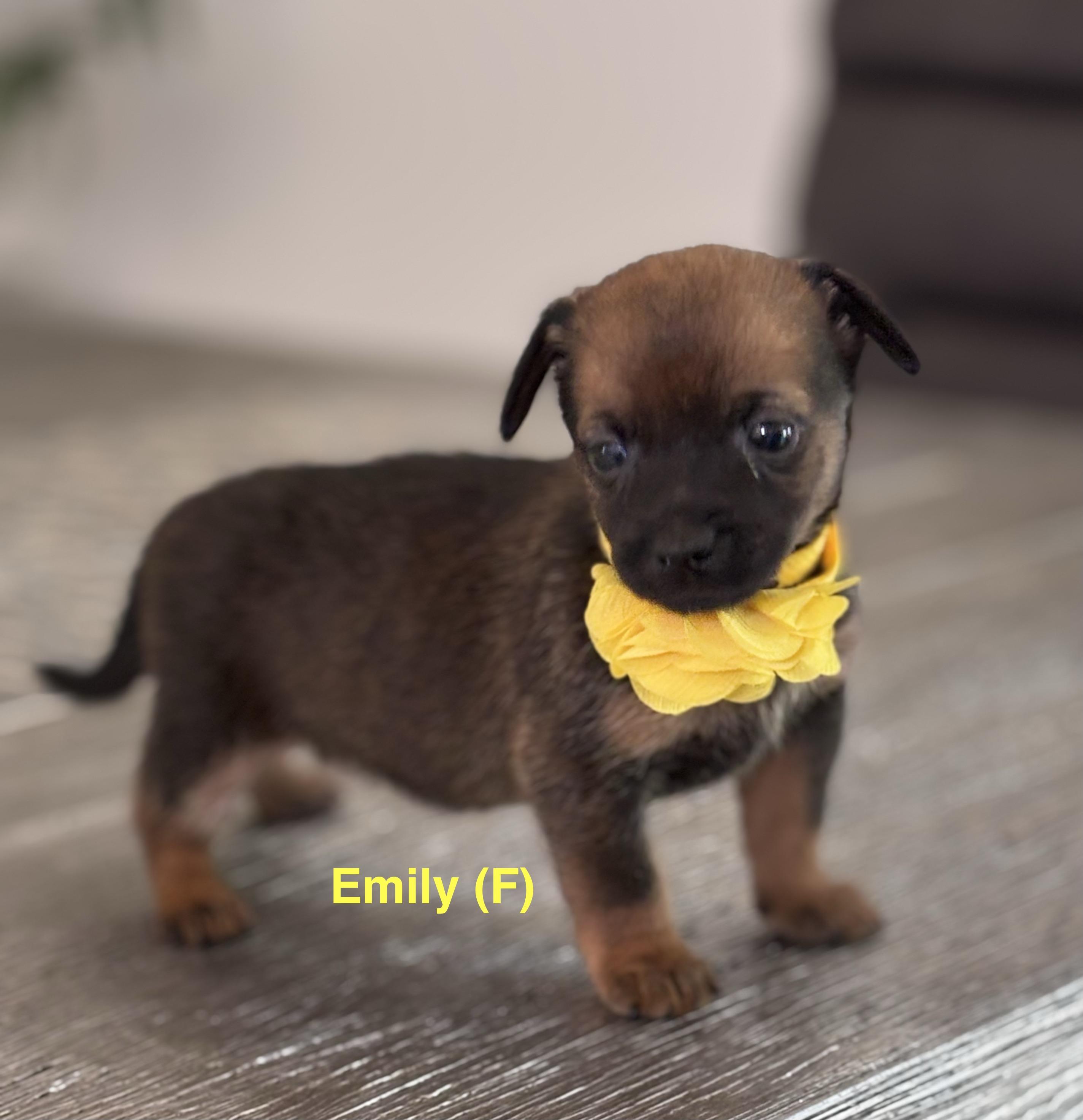 Emily, an adopted mixed breed in Homosassa Springs, FL image 1/6