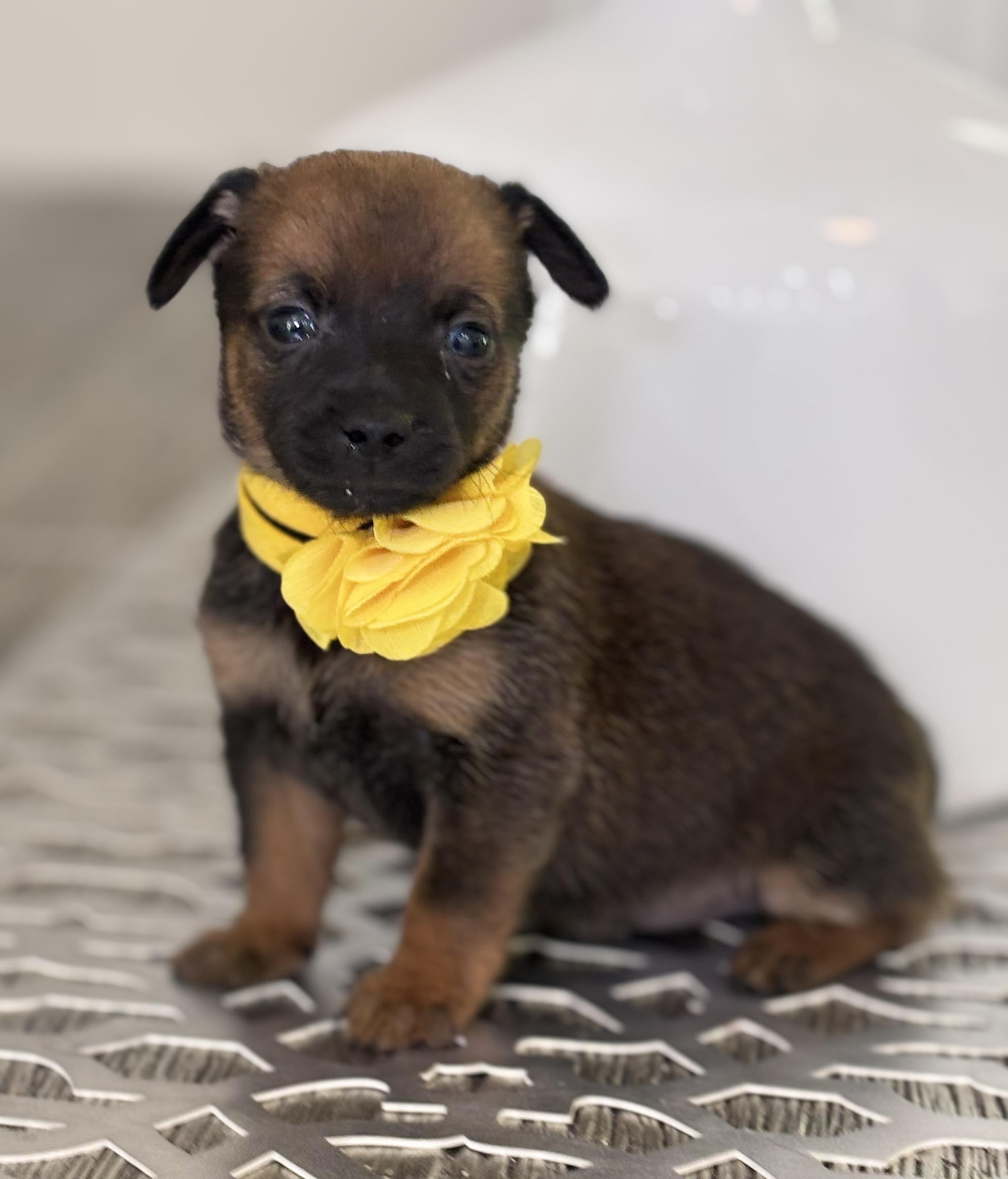 Emily, an adopted mixed breed in Homosassa Springs, FL image 6/6