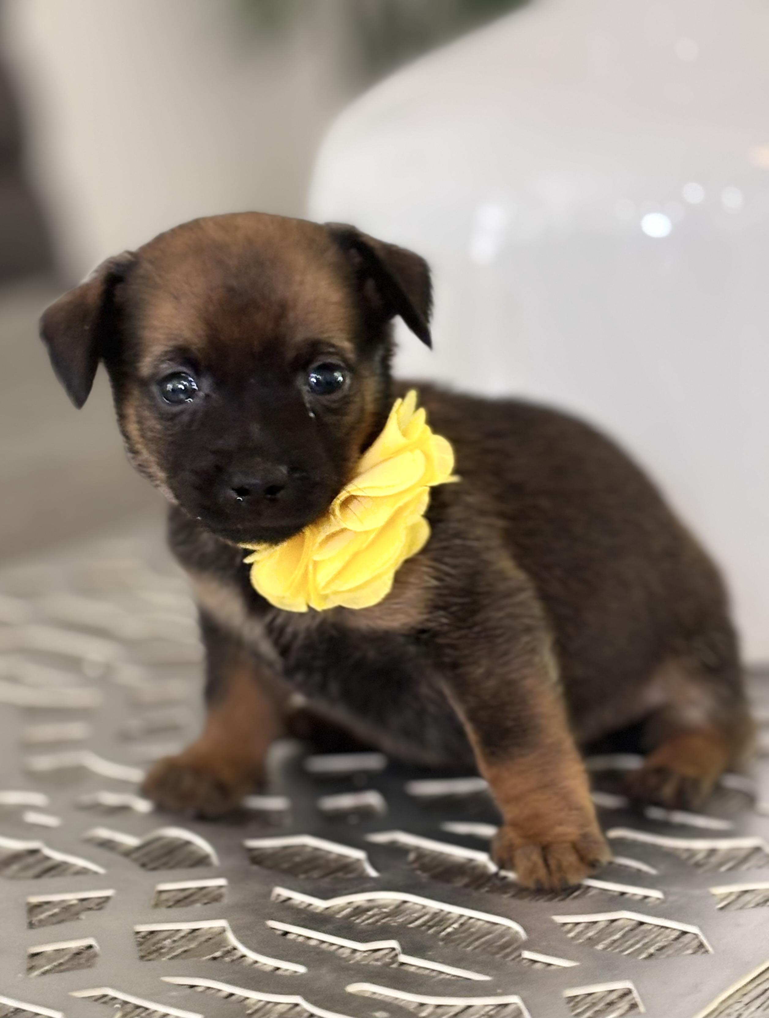 Emily, an adopted mixed breed in Homosassa Springs, FL image 5/6