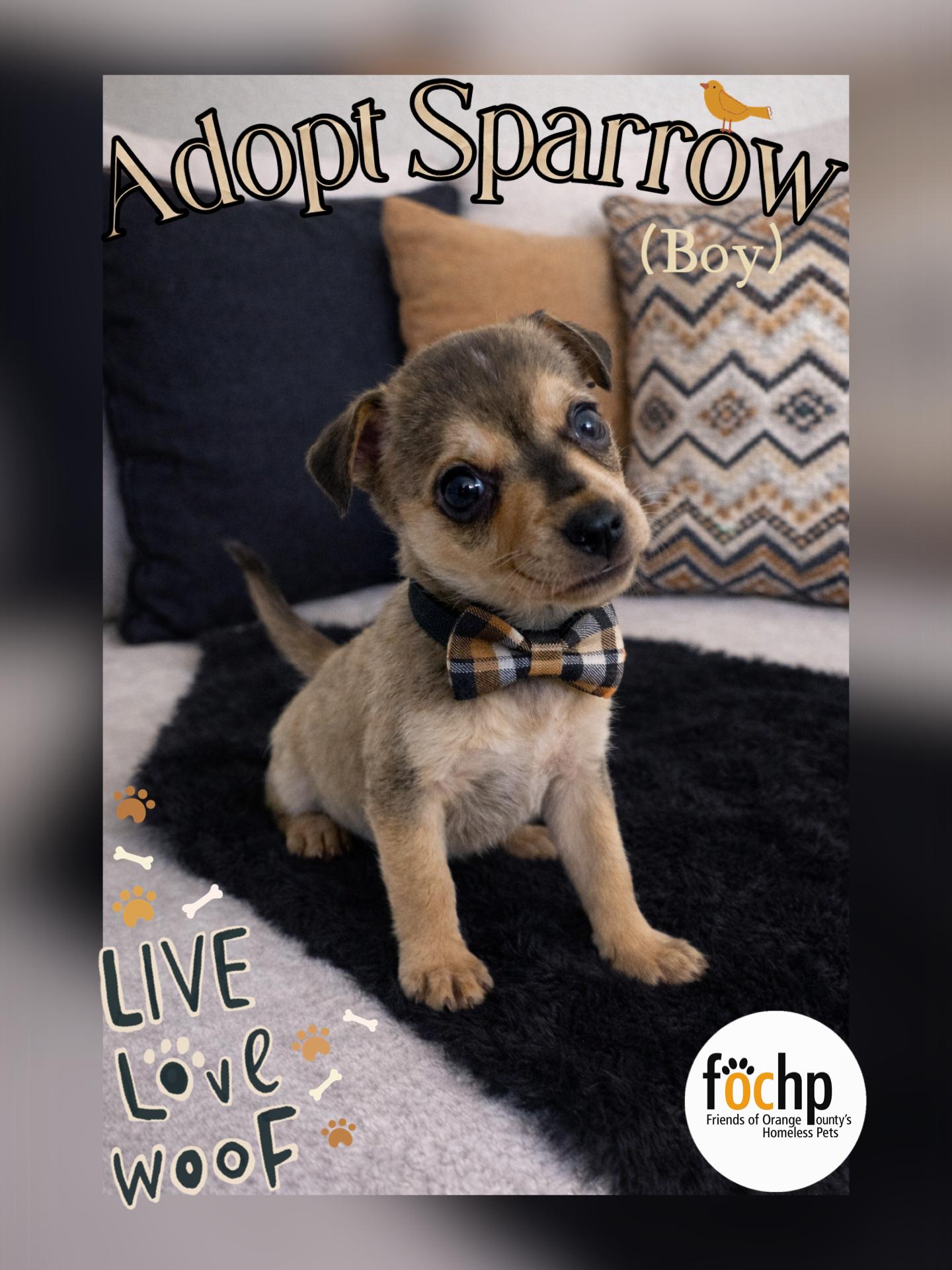 Sparrow, Adoptable, Puppy Male Dachshund & Chihuahua.