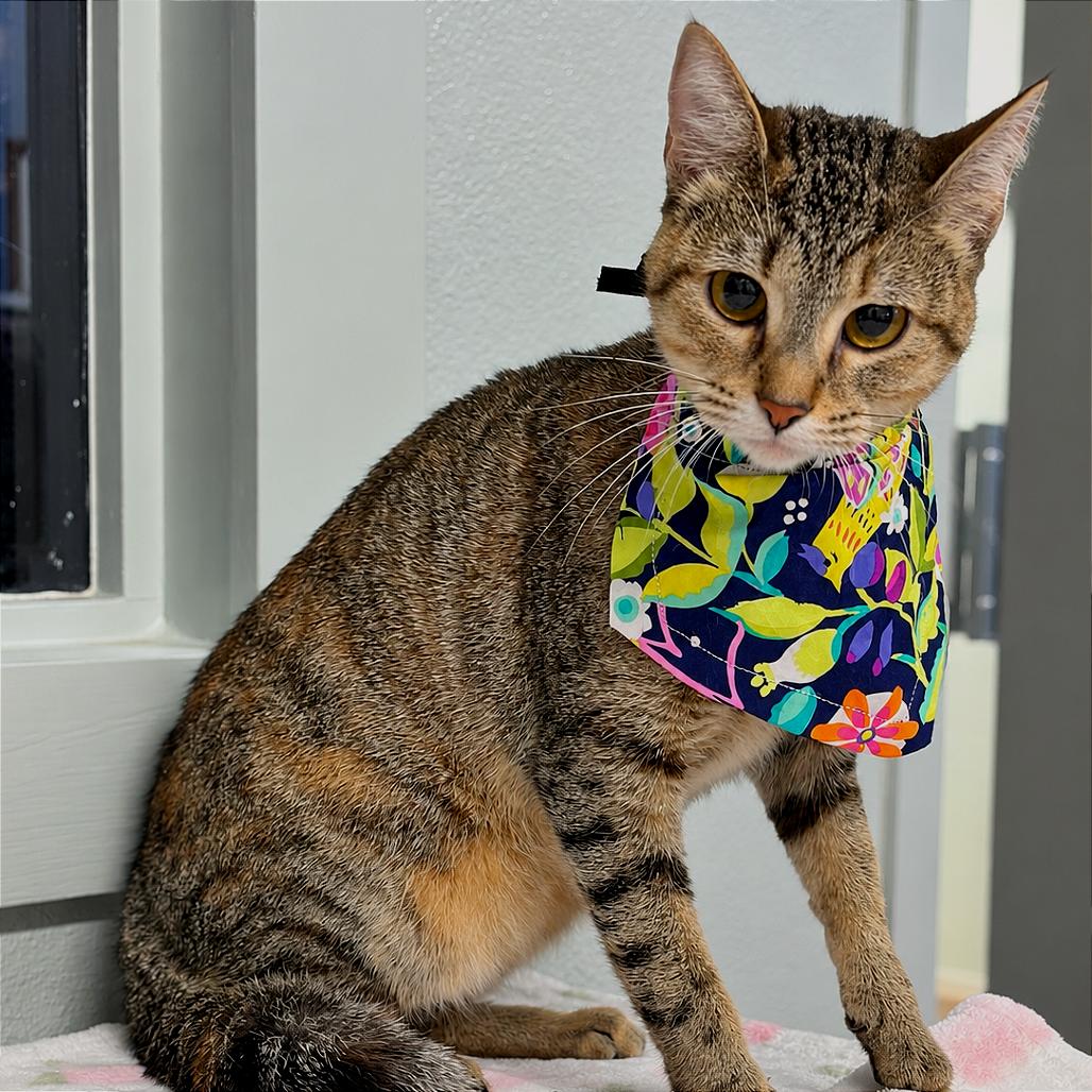 Caramel, Adoptable, Young Female Domestic Short Hair.