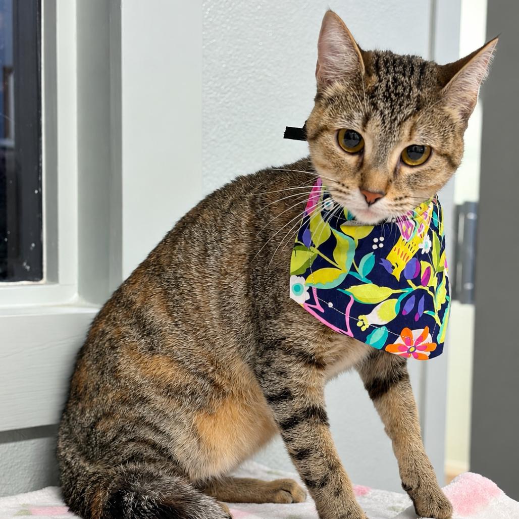 Caramel, Adoptable, Young Female Domestic Short Hair.