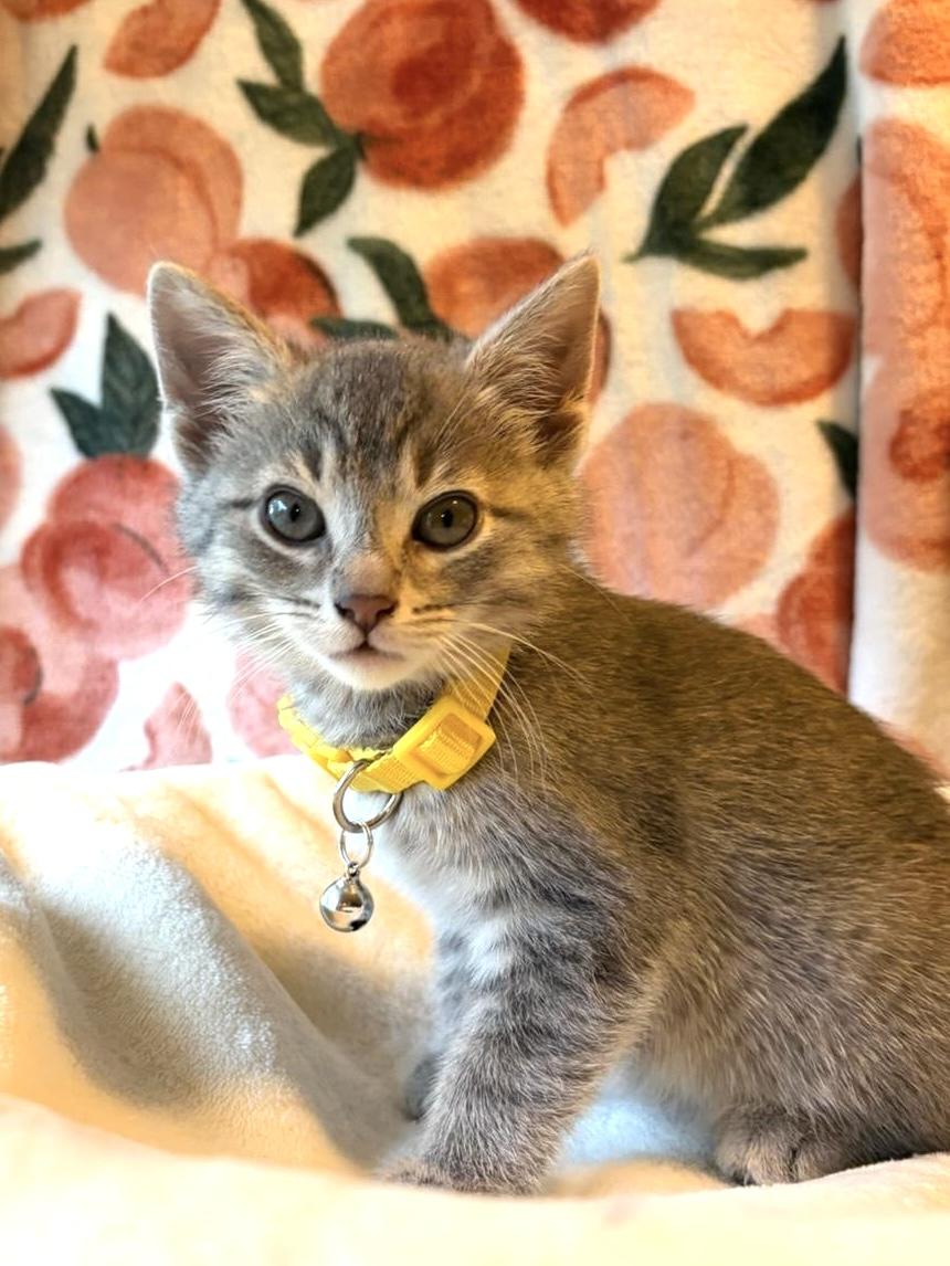 Lulu, Adoptable, Kitten Female Domestic Short Hair & Tabby.