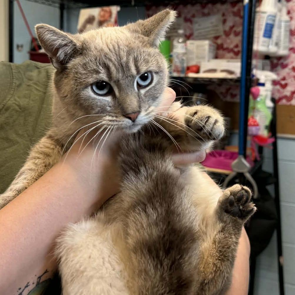 Seaweed, Adoptable, Adult Male Siamese & Domestic Short Hair.