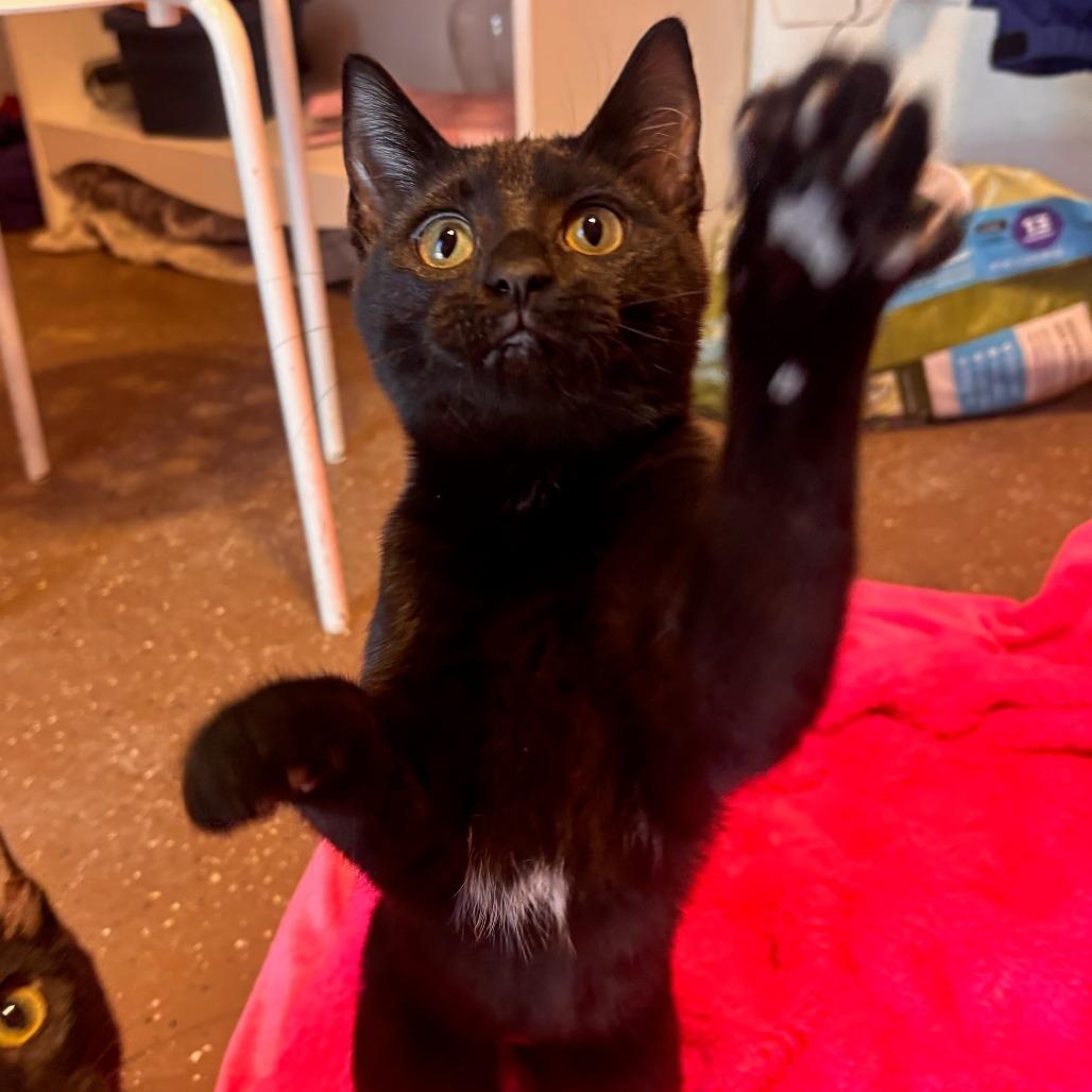 Skittles - Petsmart Belleville, Adoptable, Kitten Female Domestic Short Hair.