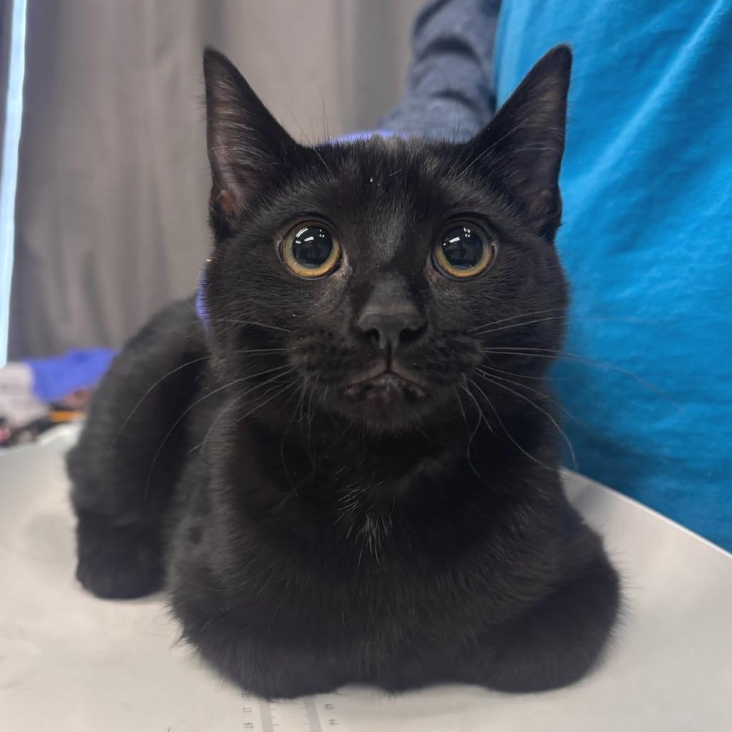 Skittles - Petsmart Belleville, a Adoptable Domestic Short Hair in Belleville, IL image 3/3