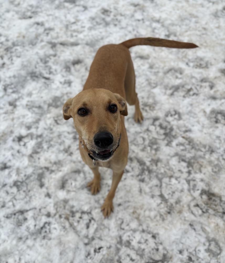 Enlarge Pixie - 25294, a Adoptable mixed breed in Armonk, NY image 1/4