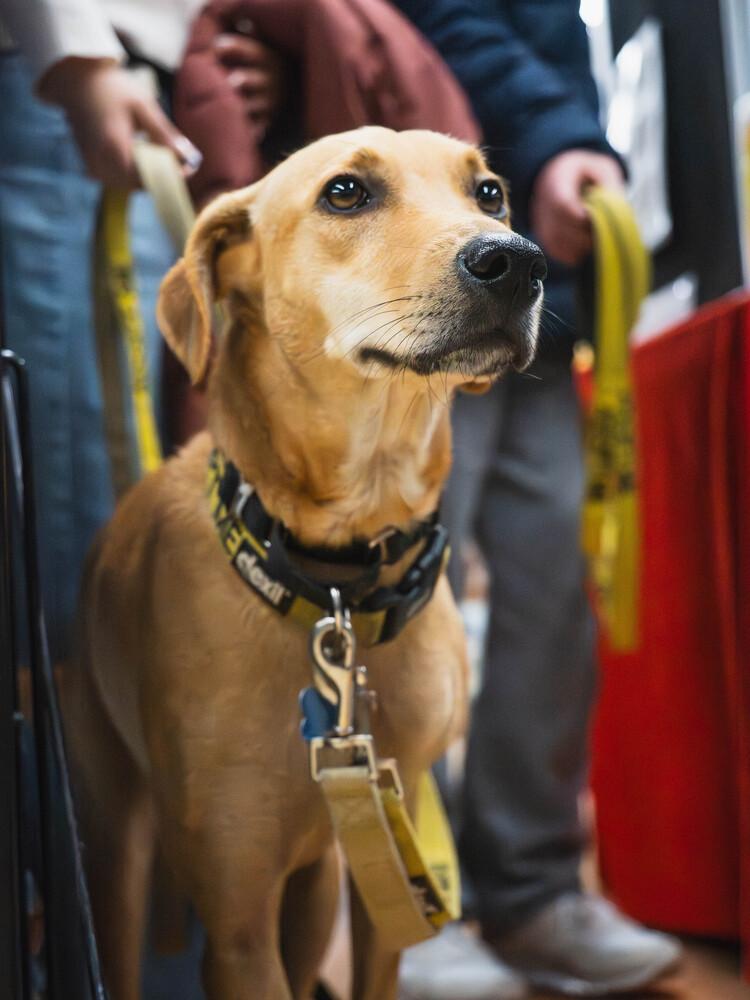 Enlarge Pixie - 25294, a Adoptable mixed breed in Armonk, NY image 3/6