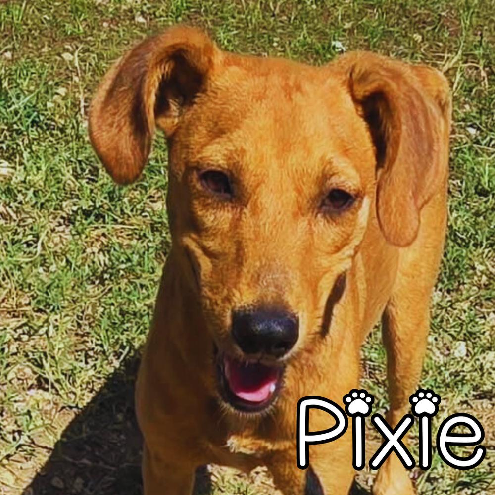 Enlarge Pixie - 25294, a Adoptable mixed breed in Armonk, NY image 2/4
