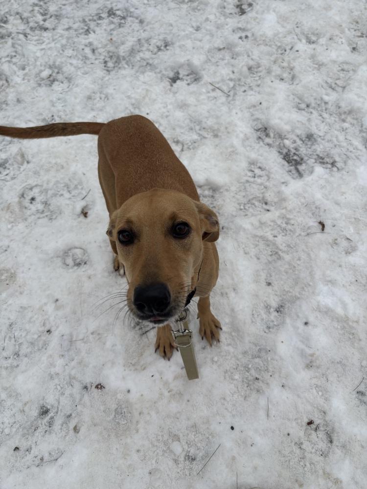 Enlarge Pixie - 25294, a Adoptable mixed breed in Armonk, NY image 3/4