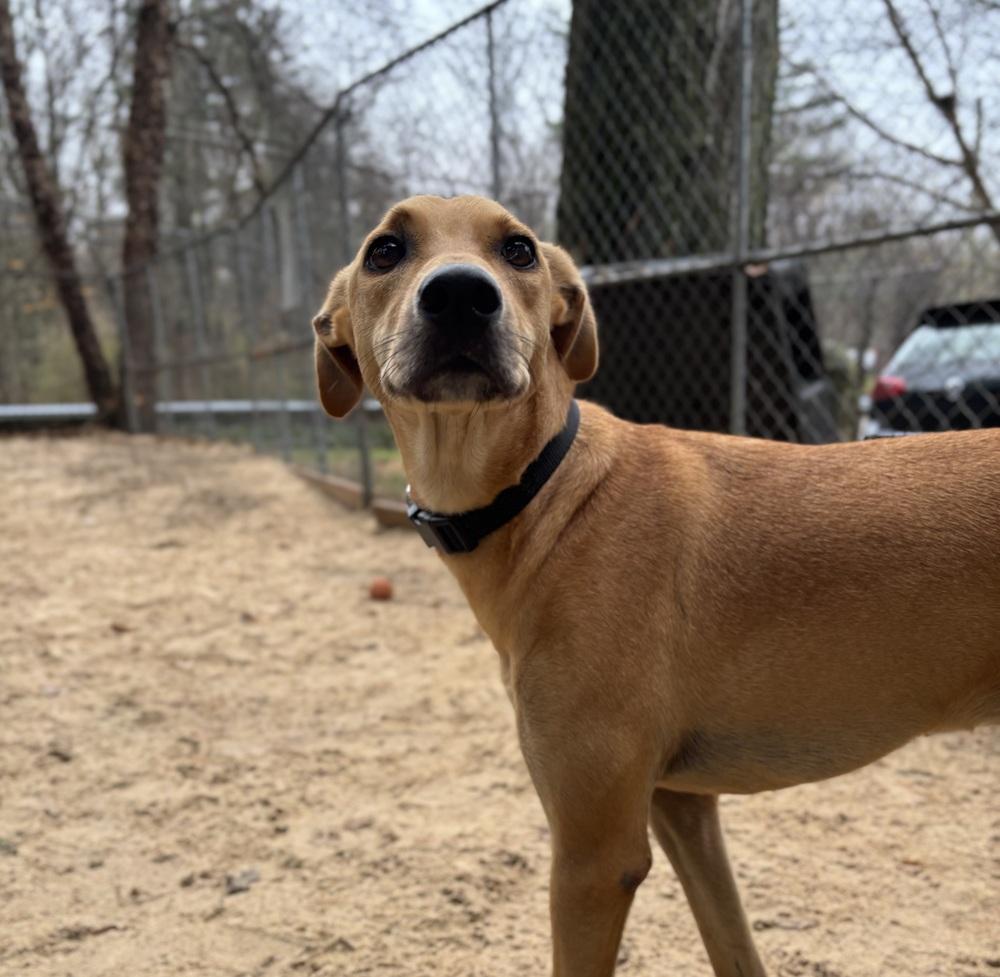 Enlarge Pixie - 25294, a Adoptable mixed breed in Armonk, NY image 4/4