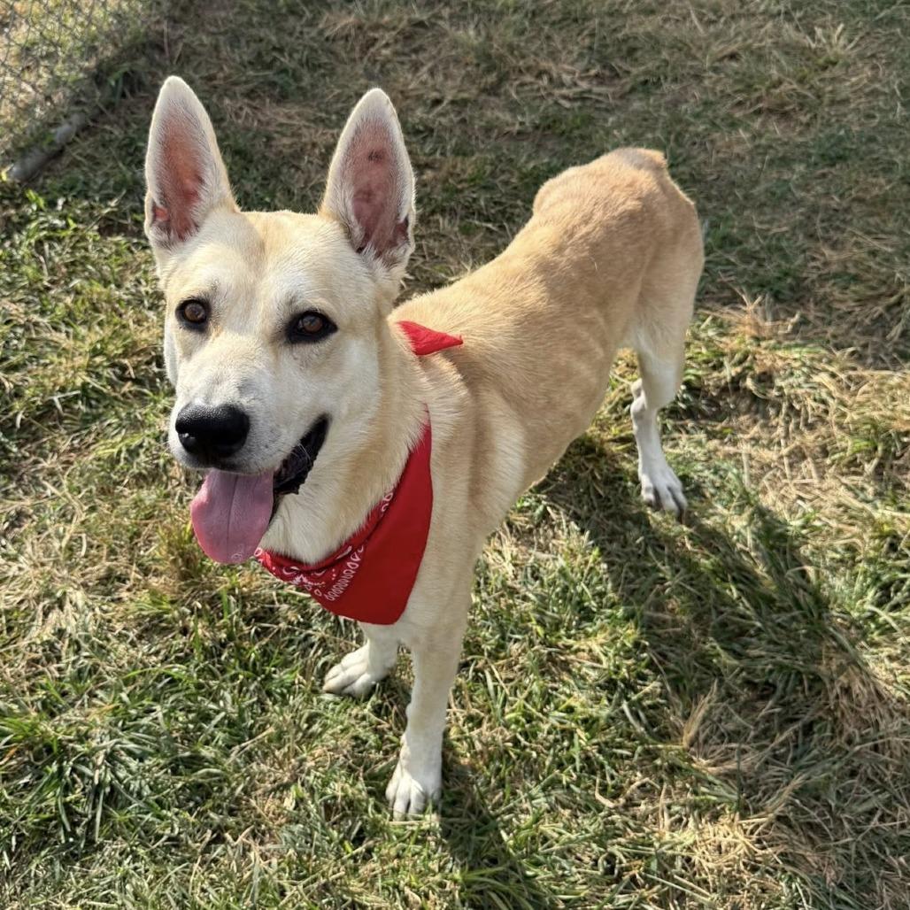 Johnny, a Adoptable Shepherd in Napa, CA image 2/6