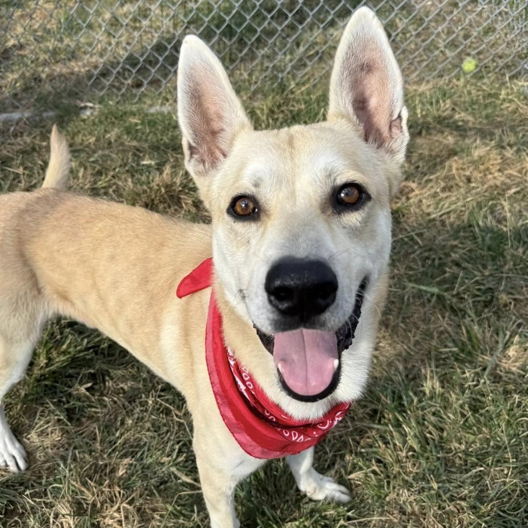 Johnny, a Adoptable Shepherd in Napa, CA image 3/6