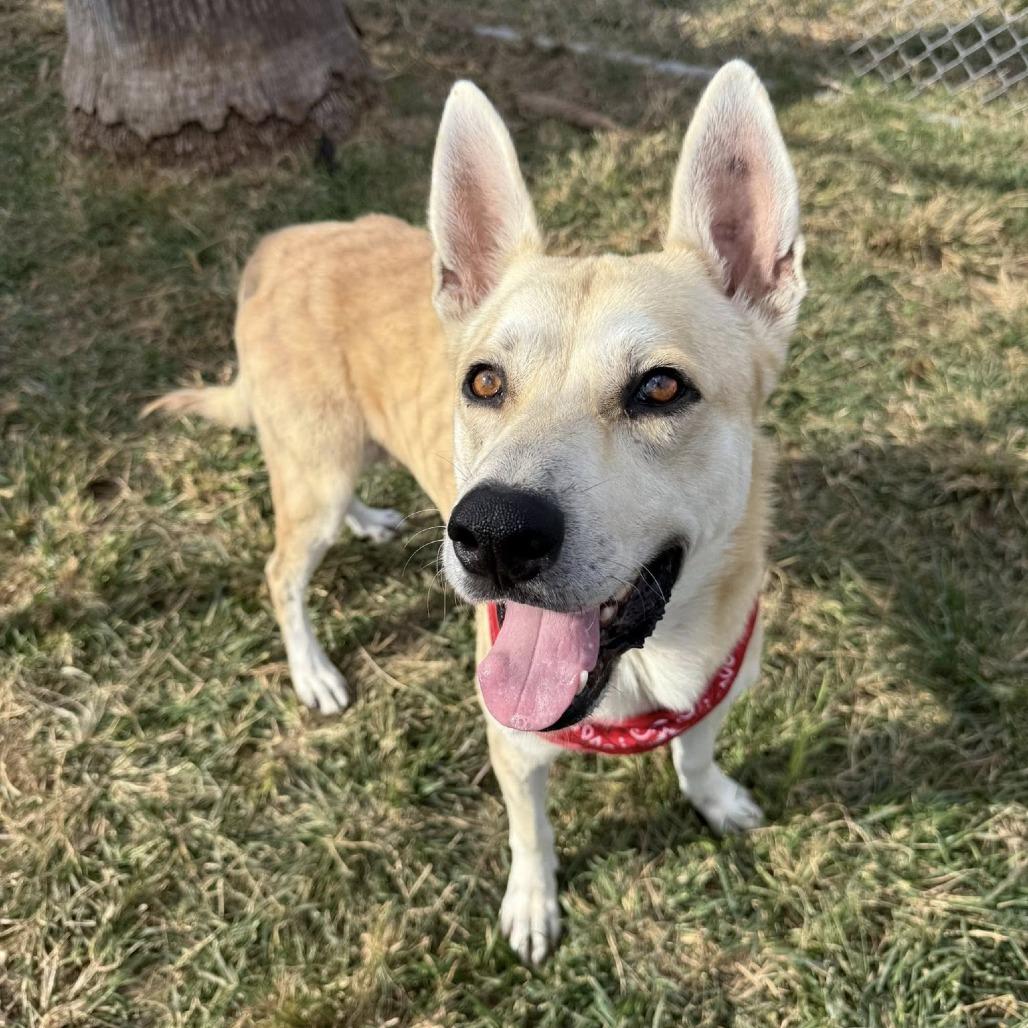 Johnny, a Adoptable Shepherd in Napa, CA image 5/6