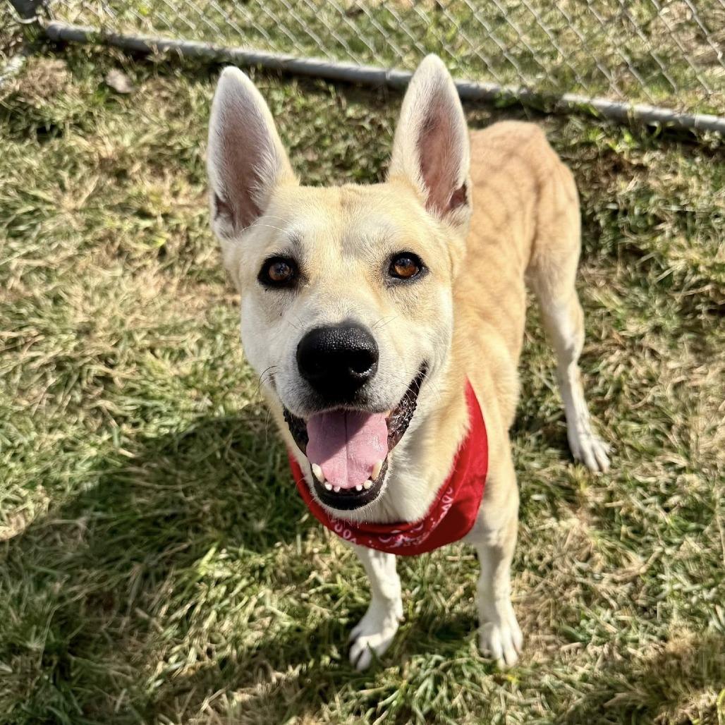 Johnny, a Adoptable Shepherd in Napa, CA image 6/6