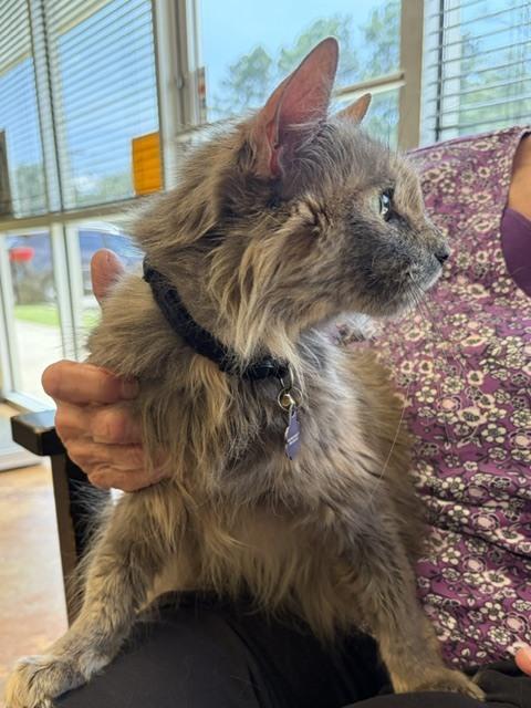 Lilo, Adoptable, Adult Female Domestic Medium Hair.