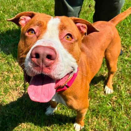Epcot, Adoptable, Adult Male Terrier & Mixed Breed.