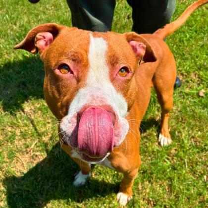 Enlarge Epcot, a Adoptable mixed breed in Gastonia, NC image 2/3