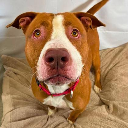 Enlarge Epcot, a Adoptable mixed breed in Gastonia, NC image 3/3