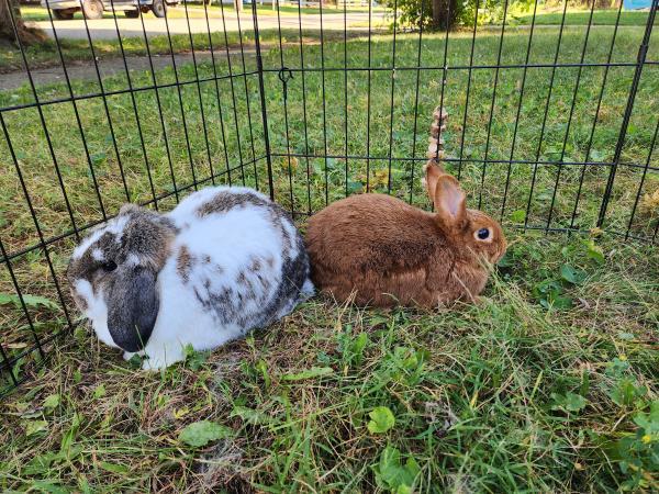 Cranberry, Adoptable, Adult Female Mini Lop.