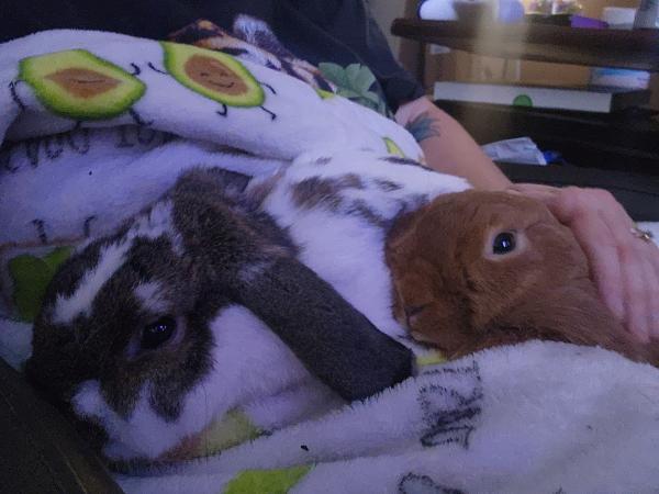Enlarge Cranberry, a Adoptable Mini Lop in Kalamazoo, MI image 2/5
