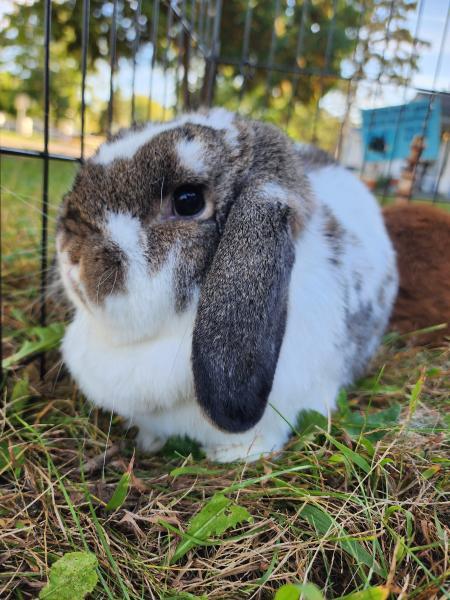 Enlarge Cranberry, a Adoptable Mini Lop in Kalamazoo, MI image 3/5