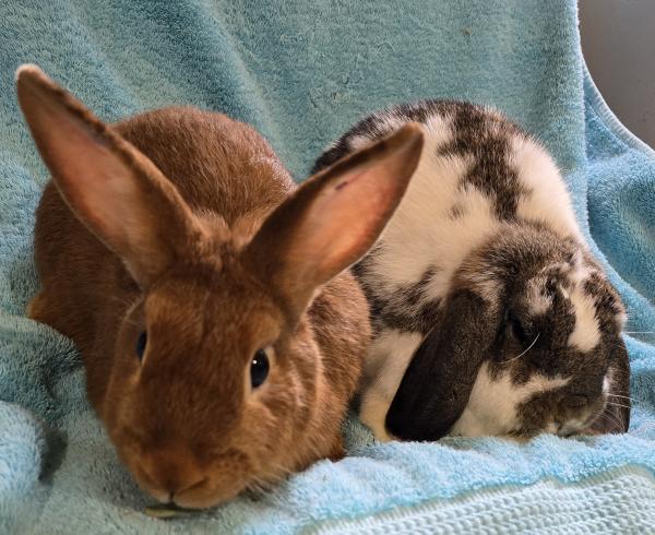 Enlarge Cranberry, a Adoptable Mini Lop in Kalamazoo, MI image 4/5