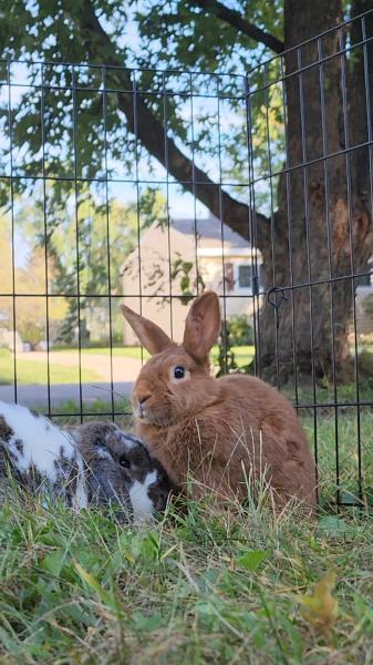 Enlarge Cranberry, a Adoptable Mini Lop in Kalamazoo, MI image 5/5