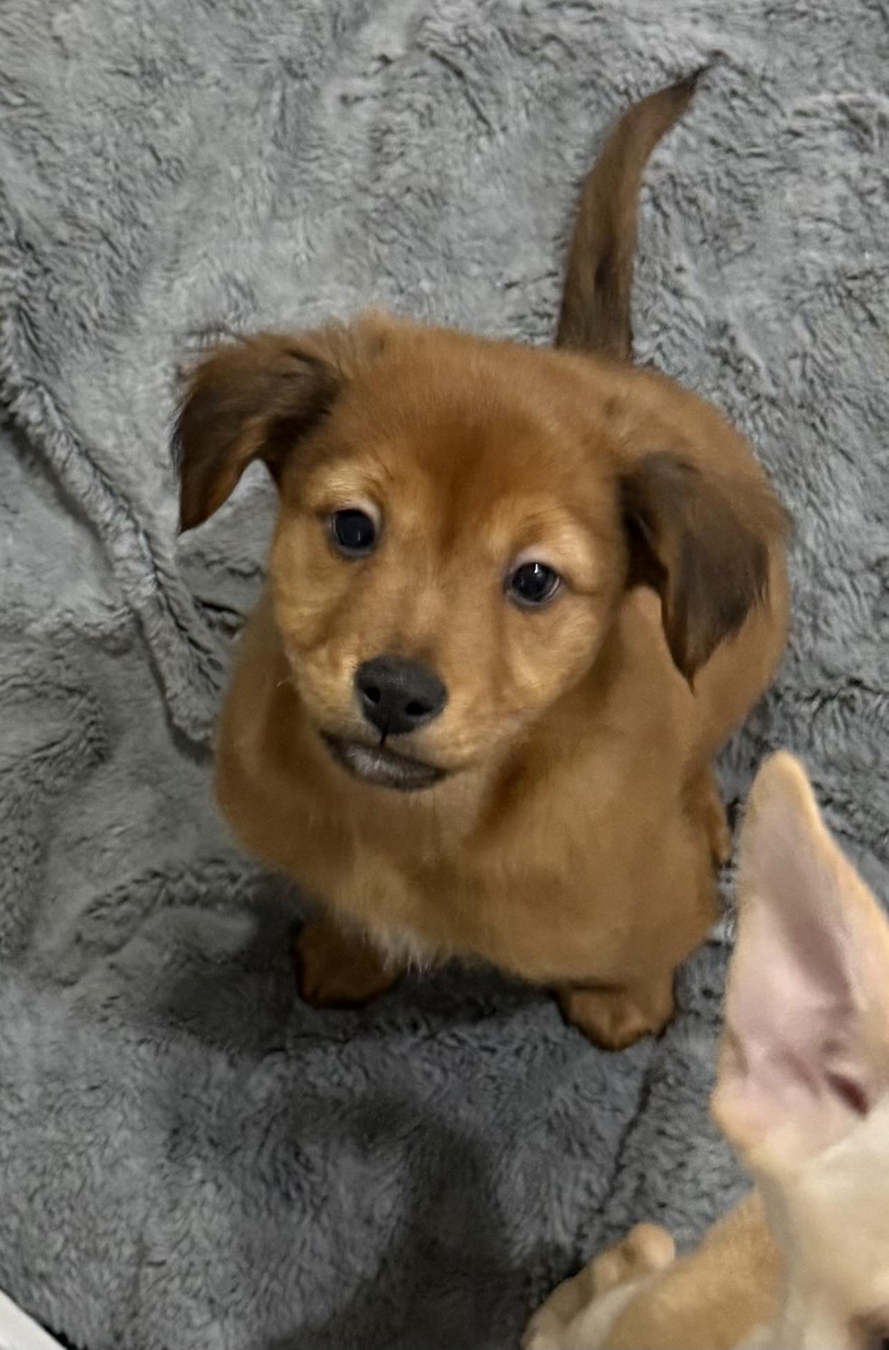 Enlarge Elvis, a ADOPTABLE mixed breed in Kentwood, MI image 2/4