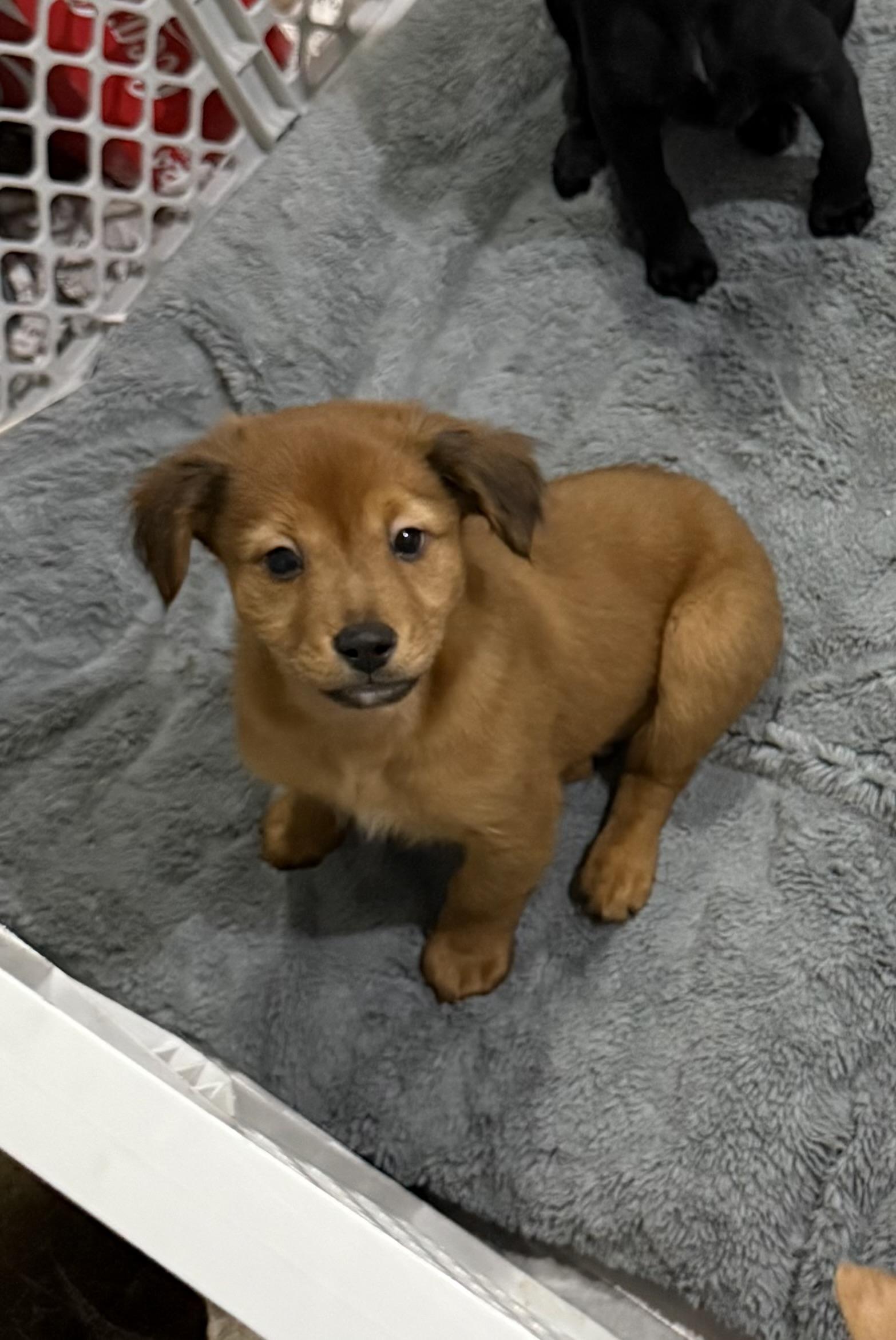 Elvis, ADOPTABLE, Puppy Male Chihuahua & Labrador Retriever.