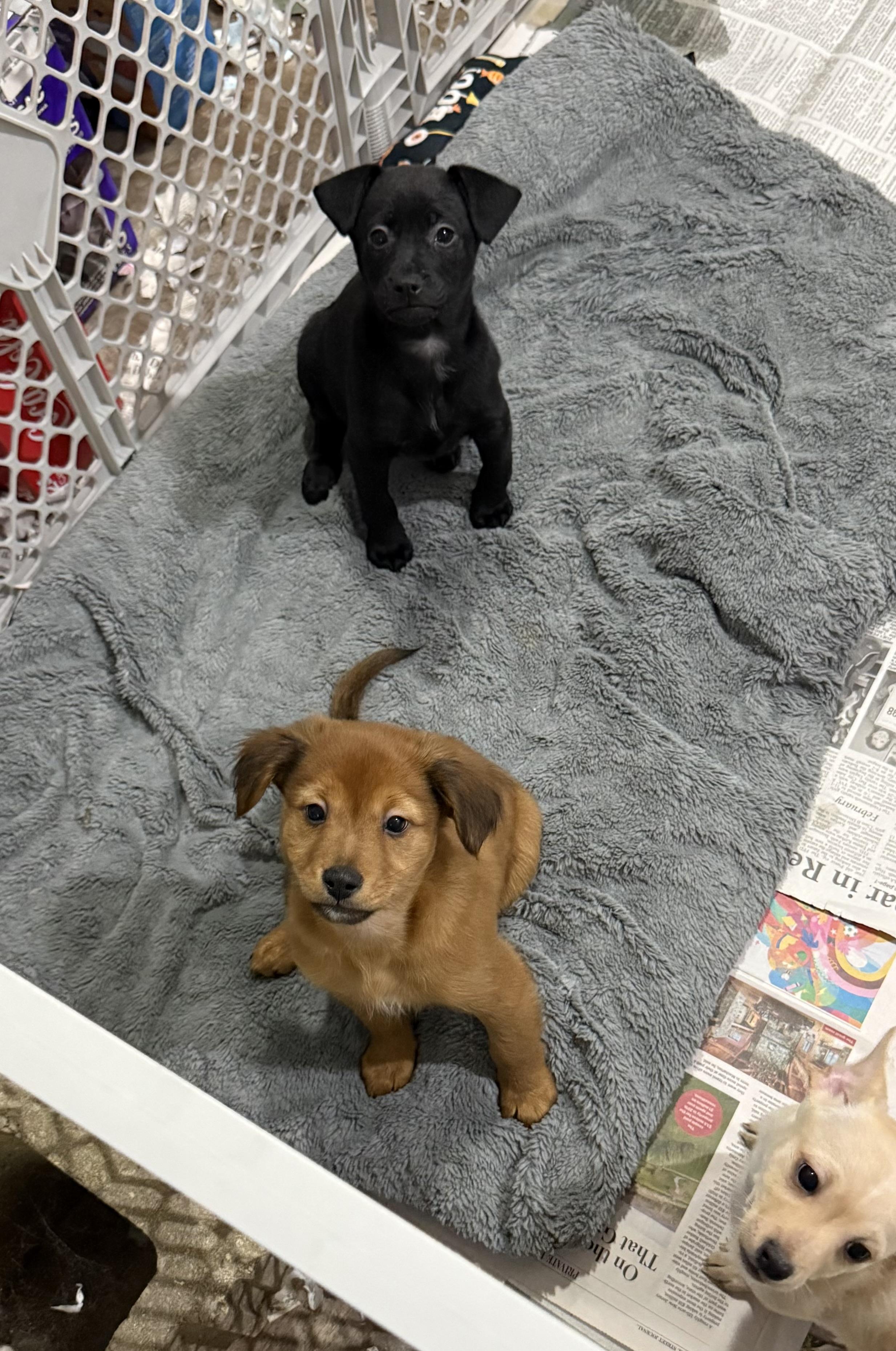 Enlarge Elvis, a ADOPTABLE mixed breed in Kentwood, MI image 4/4