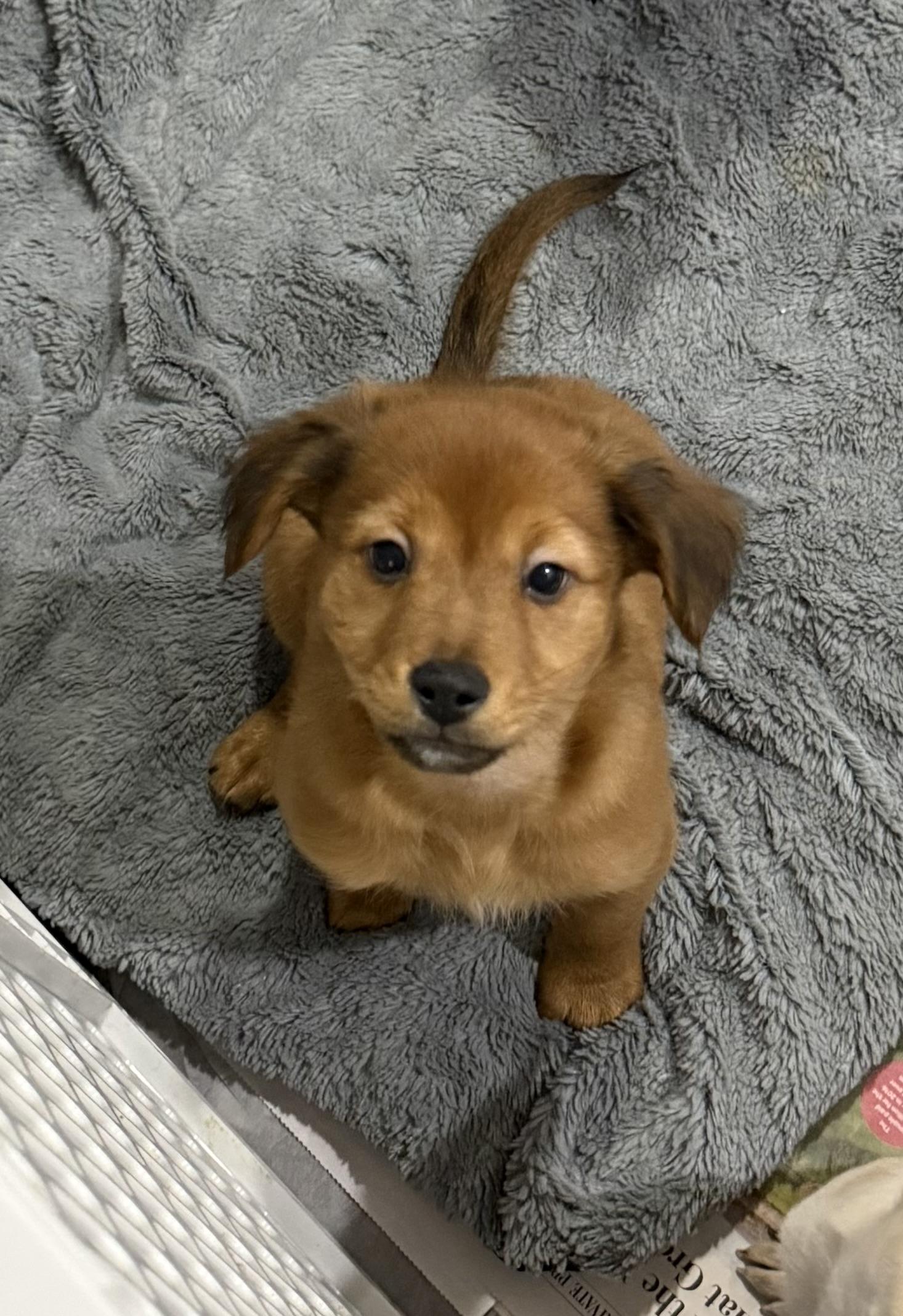 Enlarge Elvis, a ADOPTABLE mixed breed in Kentwood, MI image 3/4