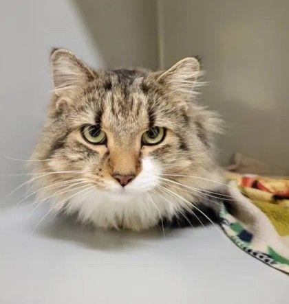 Enlarge Kilo, an adopted Domestic Medium Hair in Williamsport, PA image 1/1