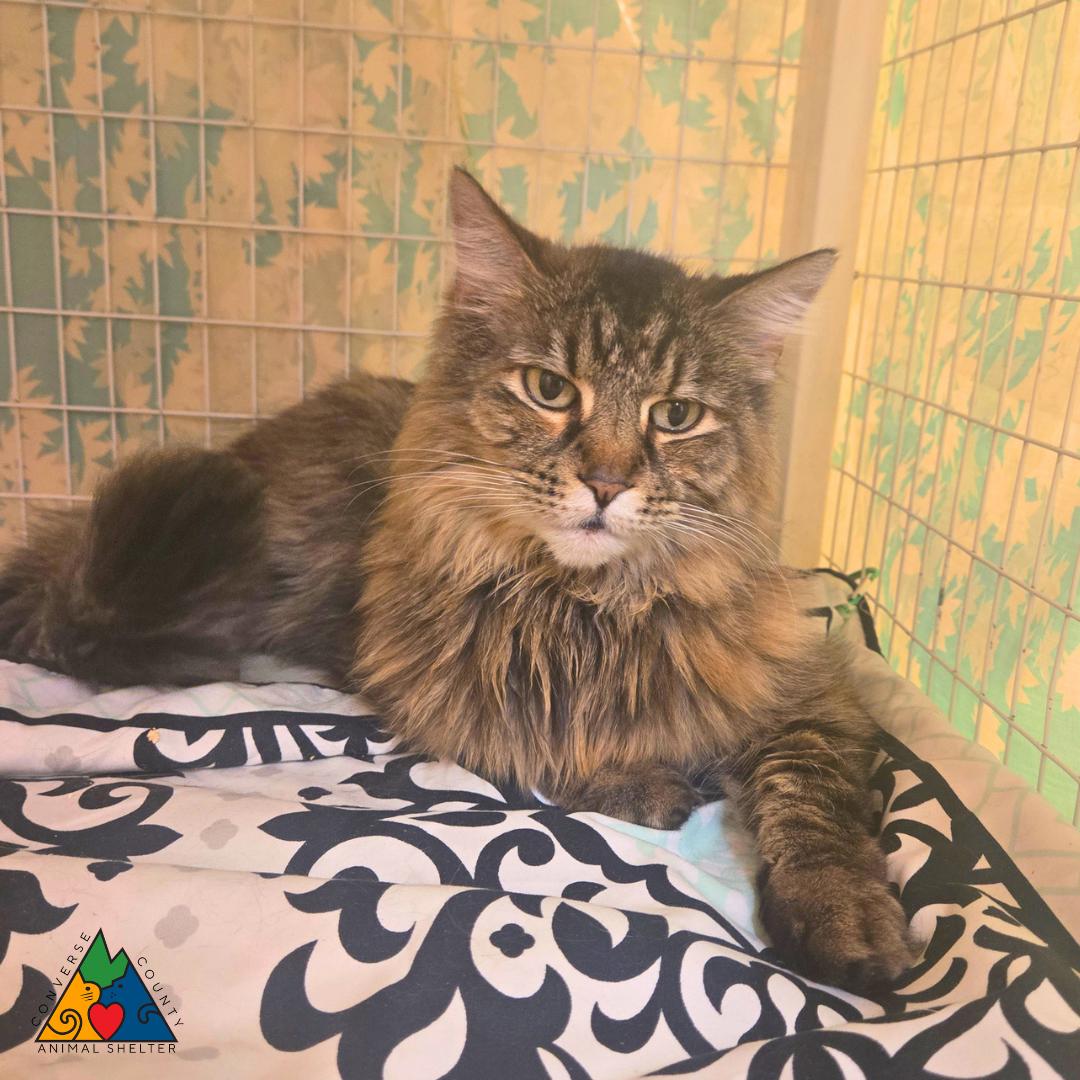 Helena, ADOPTABLE, Adult Female Domestic Long Hair.