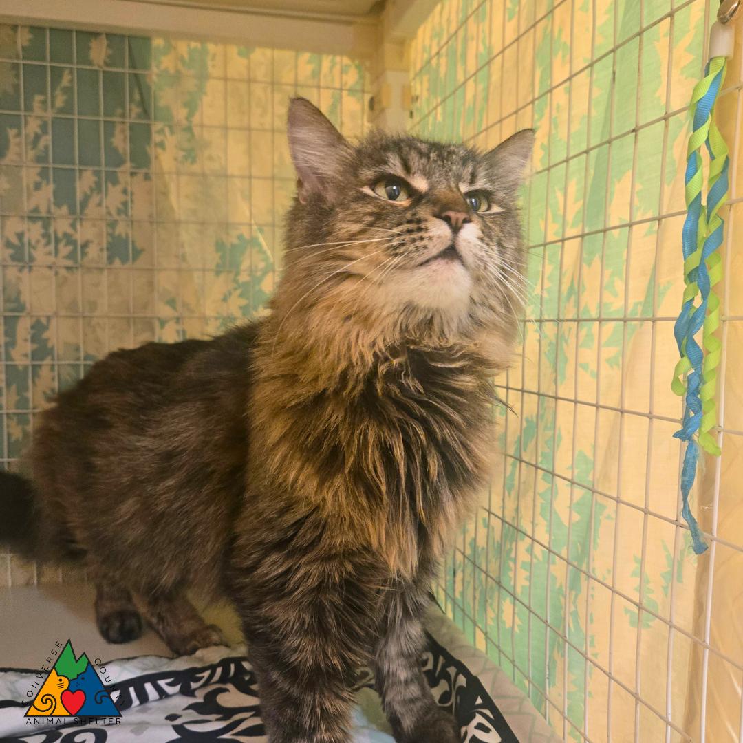 Helena, a ADOPTABLE Domestic Long Hair in Douglas, WY image 2/2