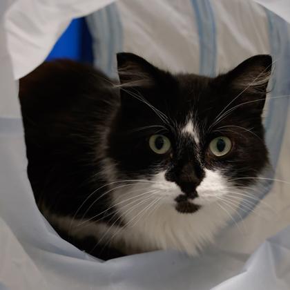 Enlarge Berlin, a Adoptable mixed breed in Baraboo, WI image 1/3