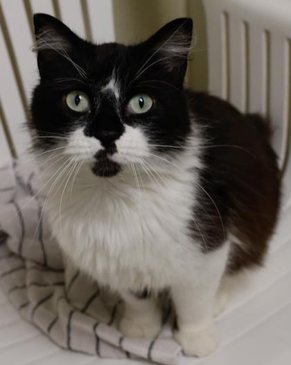 Enlarge Berlin, a Adoptable mixed breed in Baraboo, WI image 2/3