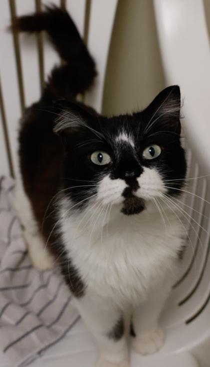 Enlarge Berlin, a Adoptable mixed breed in Baraboo, WI image 3/3