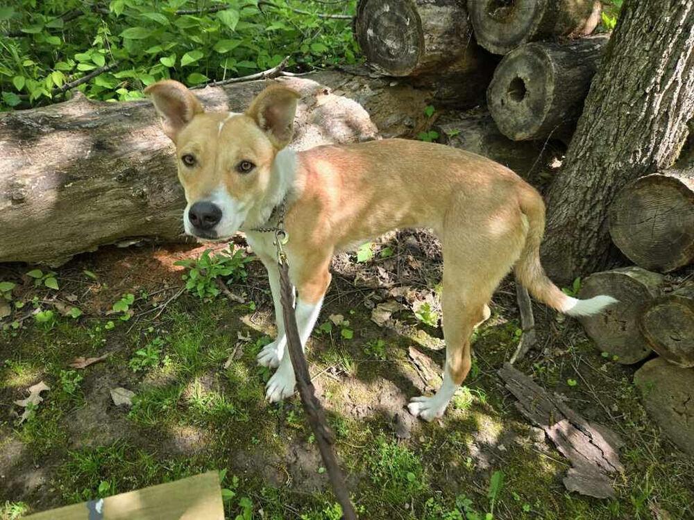 Gabe, a Adoptable mixed breed in Linton, IN image 3/3