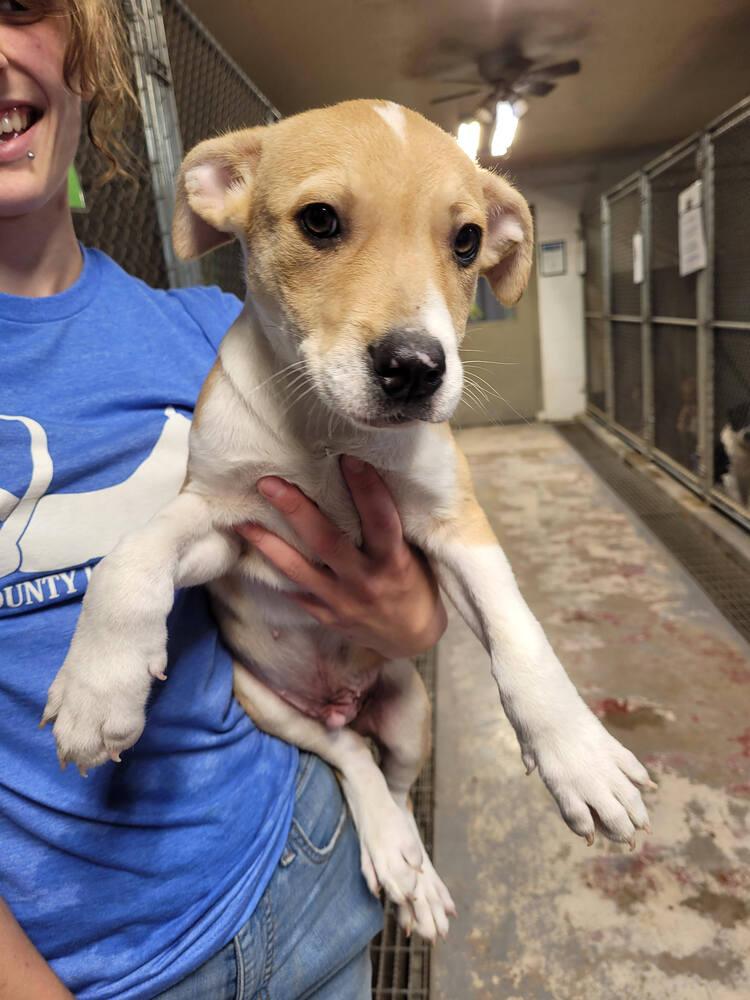 Enlarge Gabe, a Adoptable mixed breed in Linton, IN image 5/6