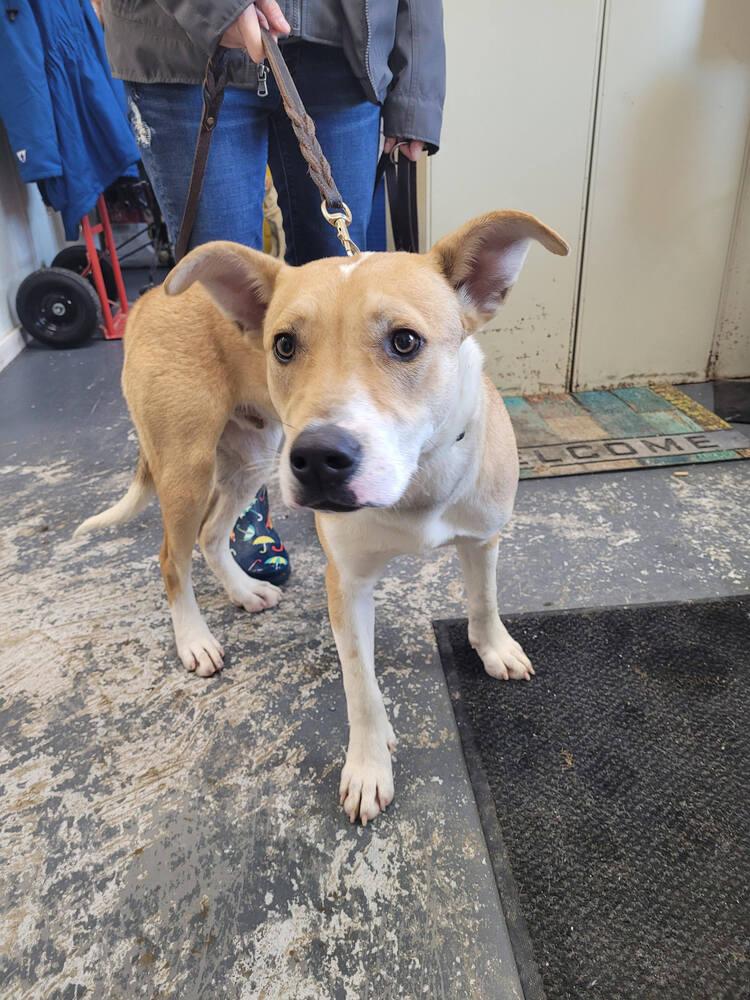 Enlarge Gabe, a Adoptable mixed breed in Linton, IN image 6/6