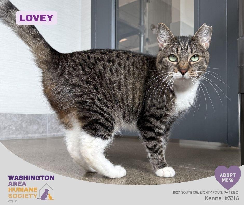 Enlarge Lovey, a Adoptable mixed breed in Eighty Four, PA image 1/1