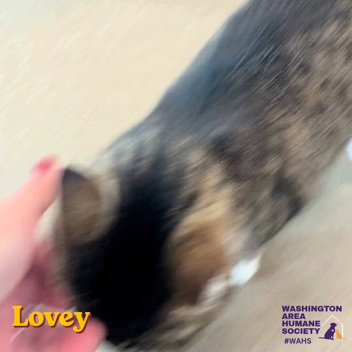 Enlarge Lovey, a Adoptable mixed breed in Eighty Four, PA video 2/2