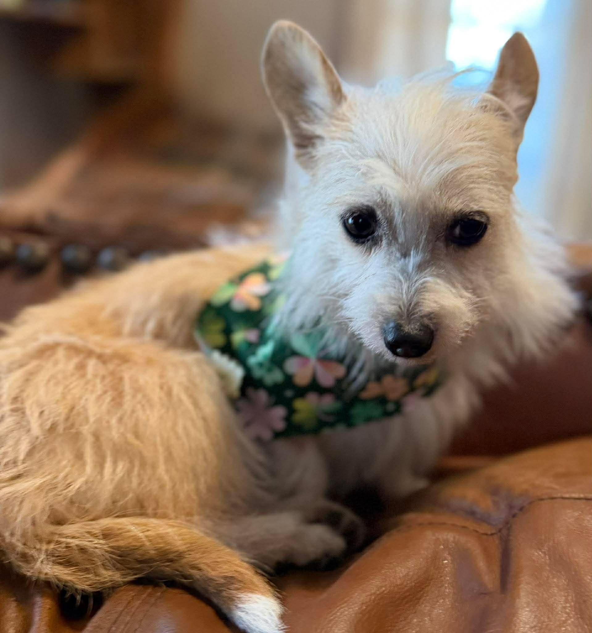 Enlarge LILLY C.   $425, an adopted mixed breed in Milwaukee, WI image 1/3